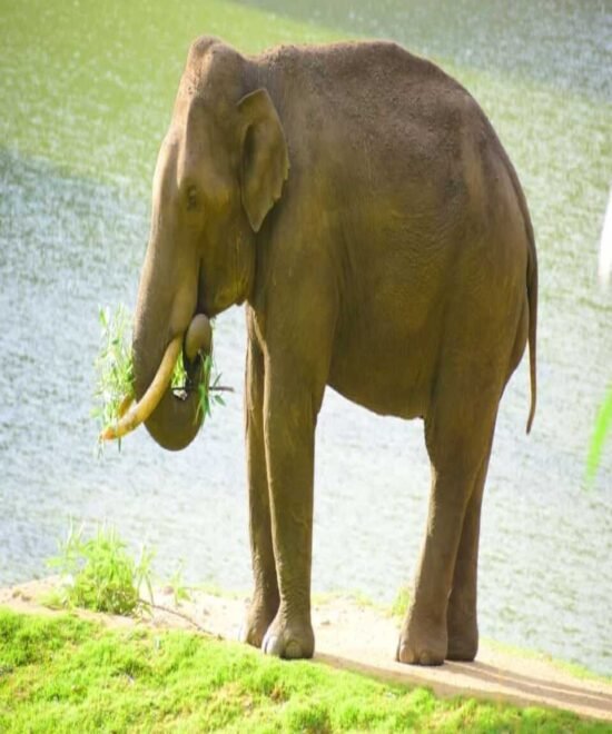 Munnar Jeep Safari