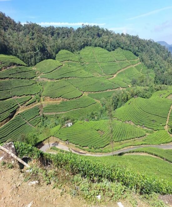 Munnar Jeep Safari