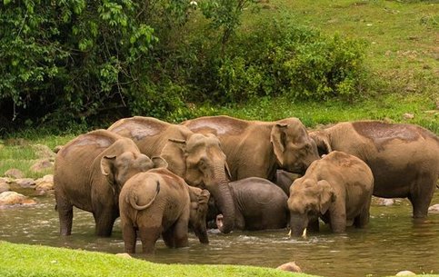 Anakulam land elephants