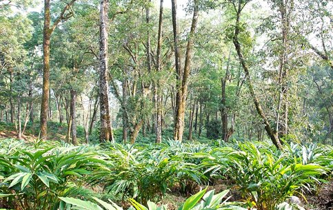 Cardomum-plantation-munnar