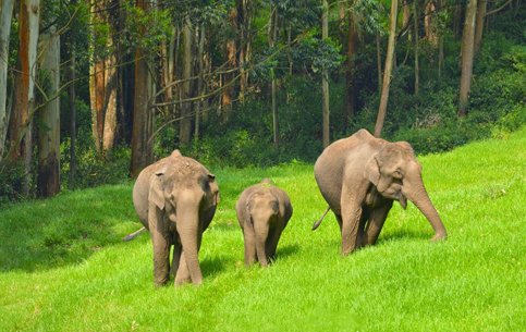 Elephant-arrival-spot-munnar