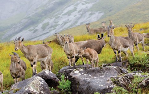 Eravikulam-nationalpark-munnar