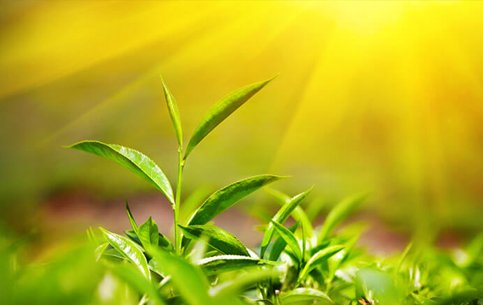 Green-tea-plantations-munnar