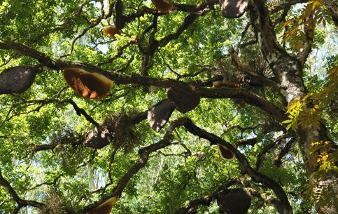 Honey-bee-tree-munnar