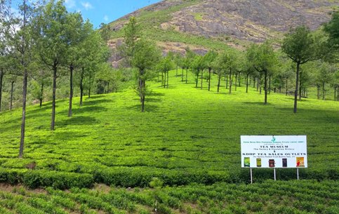 Photo-point-munnar