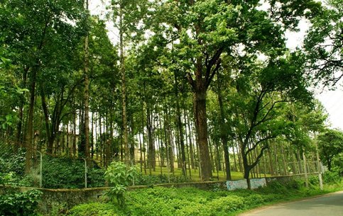 Sandalwoodforest-munnar