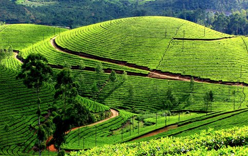 Tea-garden-munnar